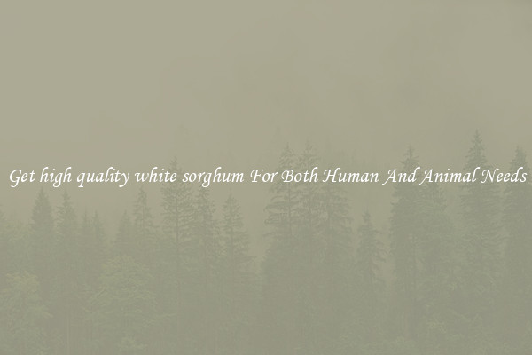 Get high quality white sorghum For Both Human And Animal Needs